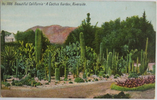 Old Postcard of Beautiful California - A Cactus Garden, Riverside - Ref  : 1018