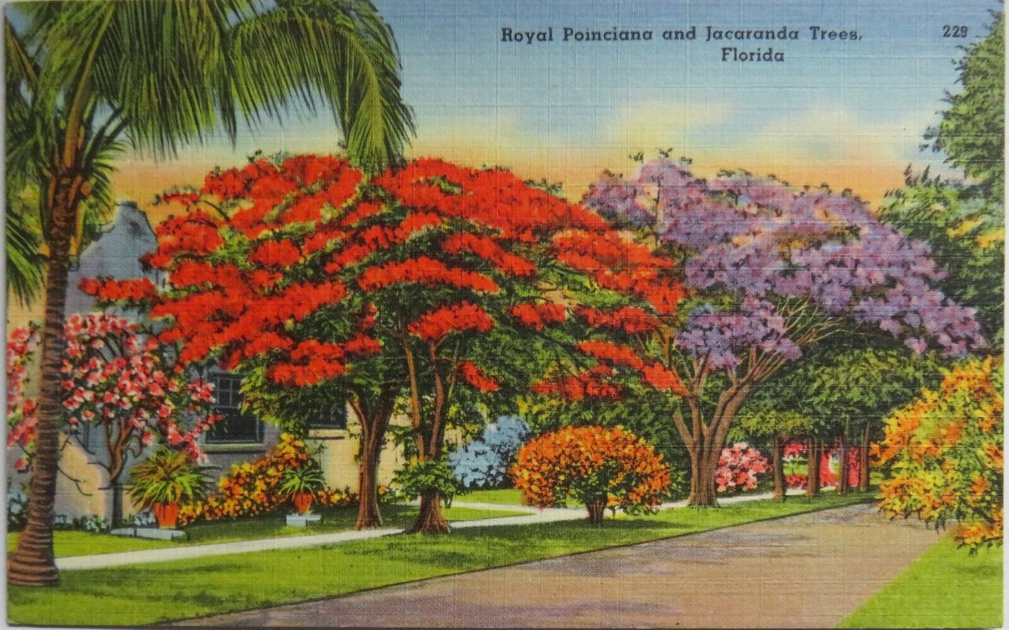 Old Postcard of Royal Poinciana and Jacaranda Trees Florida 1958 - Ref : 1013