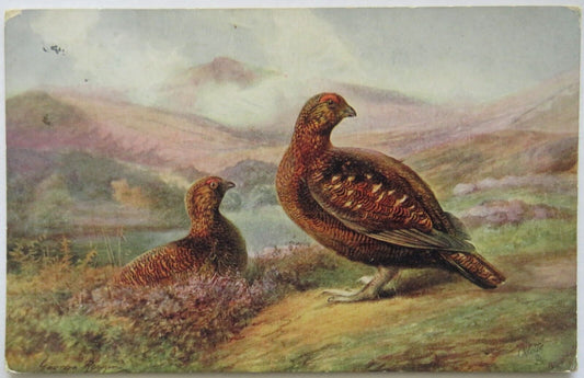 Old Postcard of Grouse, 1919 - Ref : 1008