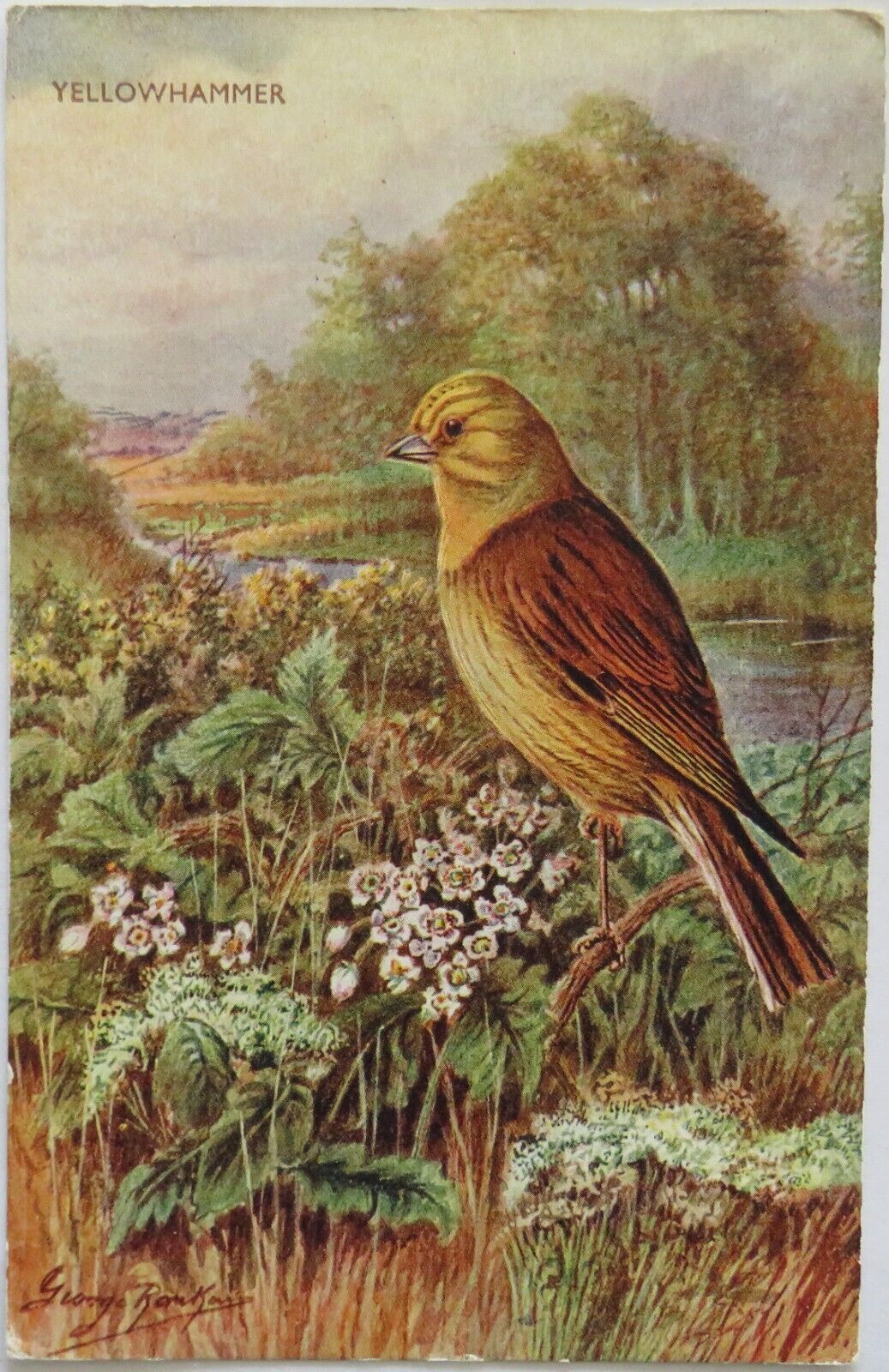 Old Postcard Of A Yellowhammer - Printed By J.Salmon Ltd - Ref : 1008