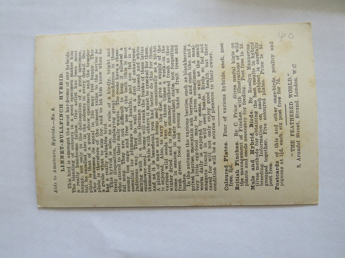 Old Postcard / Card Of Canary & Cage Bird Life Linnet - Bullfinch - Ref : 1008