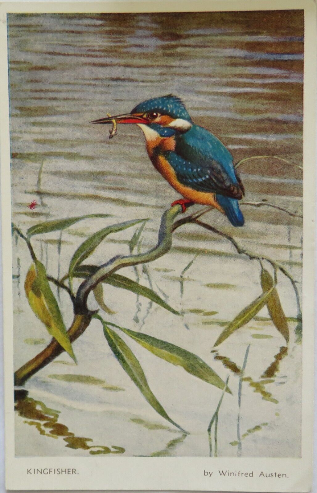 Old Postcard / Card Of Kingfisher by Winsten Austen - Ref : 1008