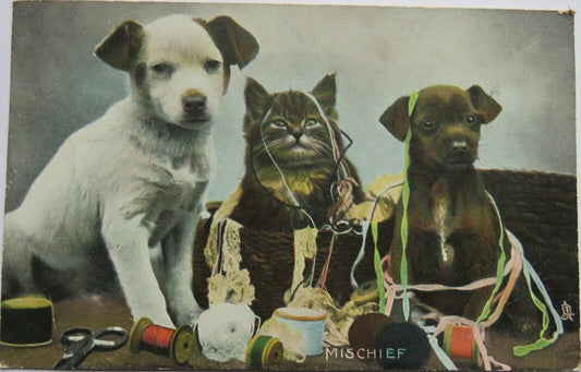 Old Postcard of Dog, Kitten and Puppy "Mischief" 1908