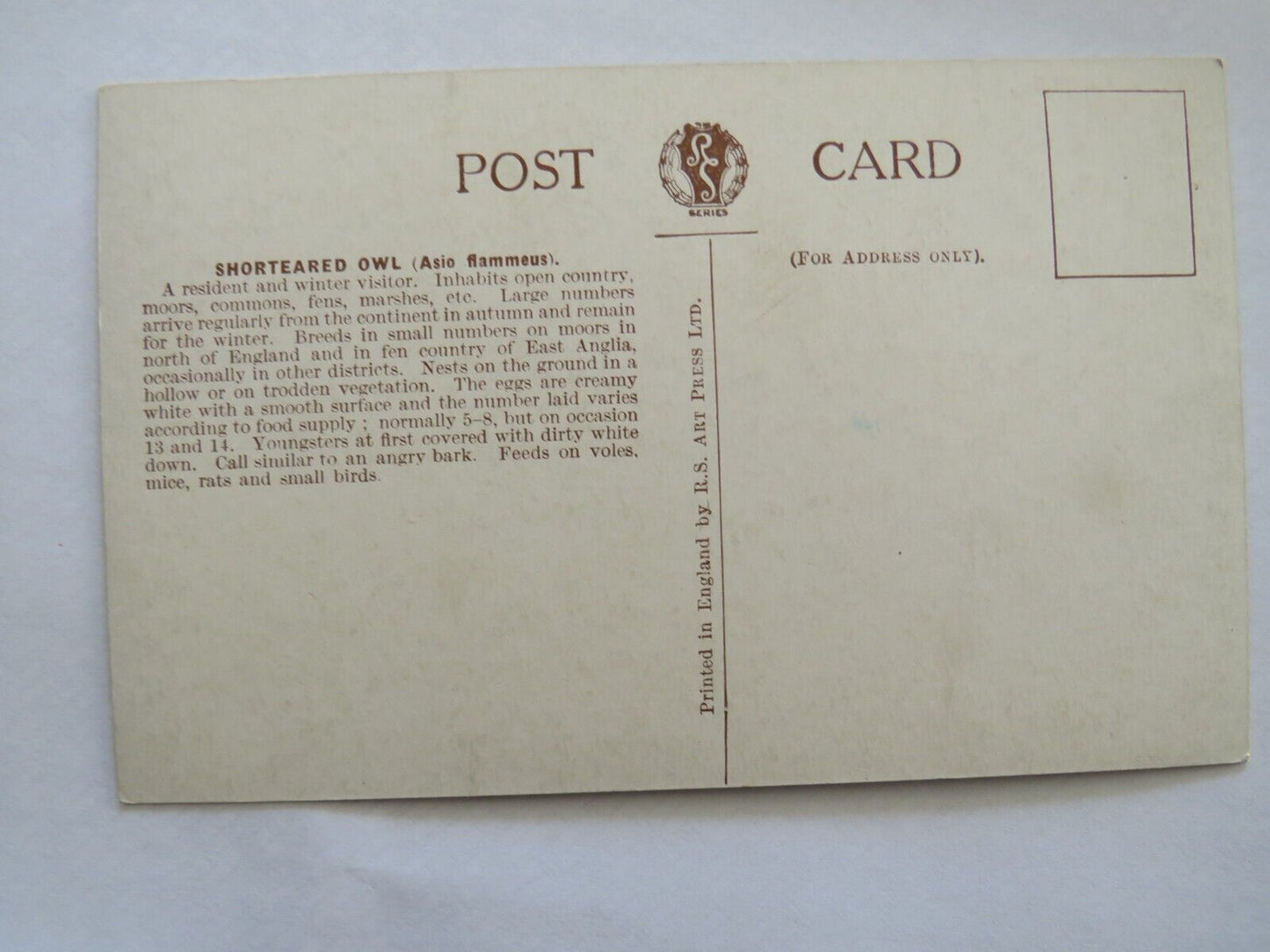 Old Postcard Of Shorteared Owl - Ref : 1008