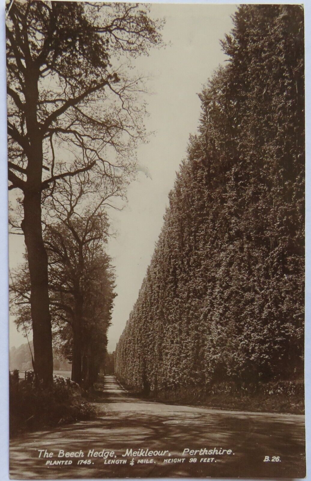 Old Postcard Of The Beech Hedge Meikleour Perthshire 1934