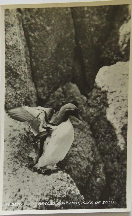 Old Postcard of Bridled Guillemote, Isle of Scilly - Ref : 1008