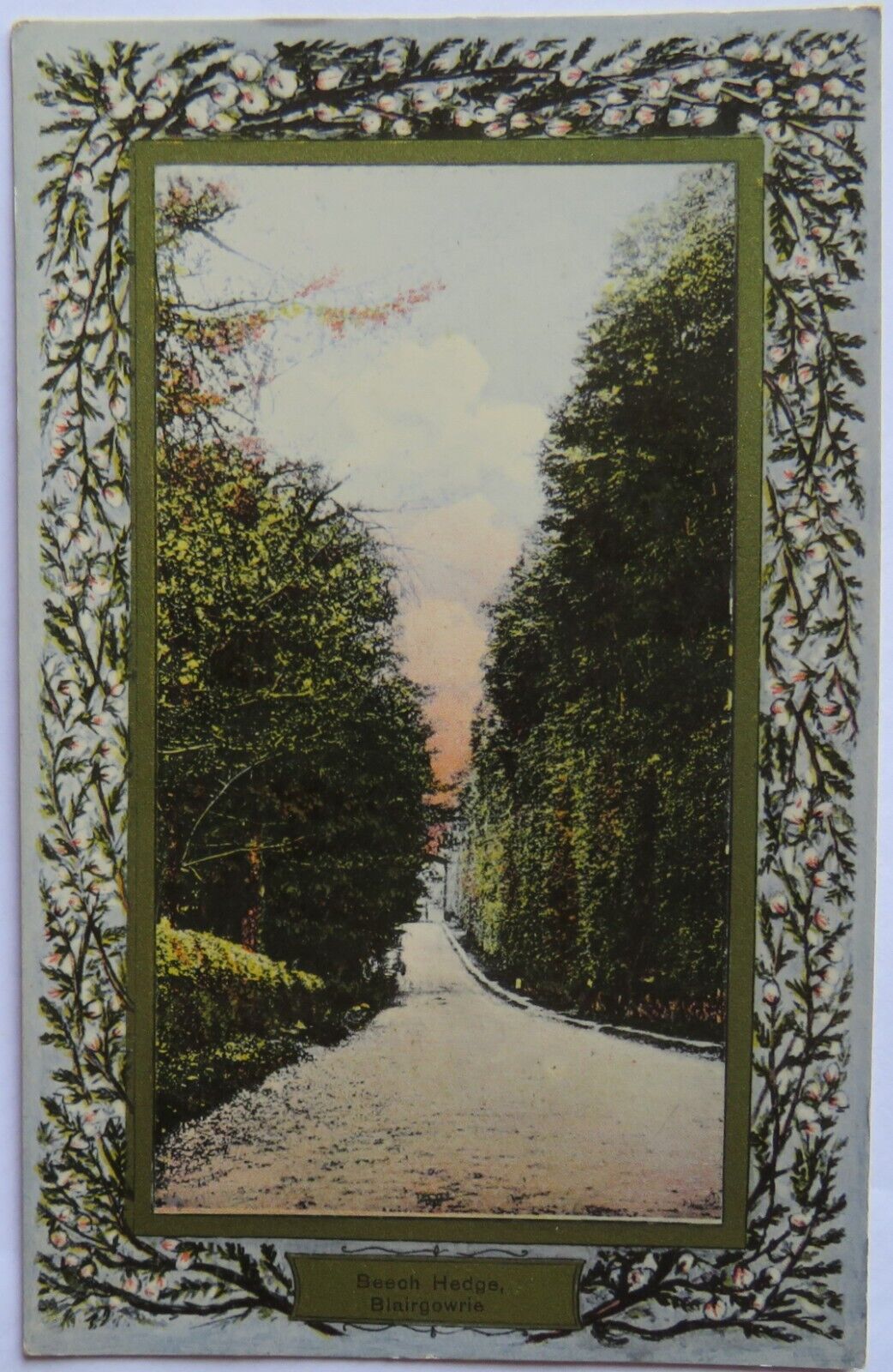 Old Postcard of Beech Hedge Blairgowrie, Perthshire