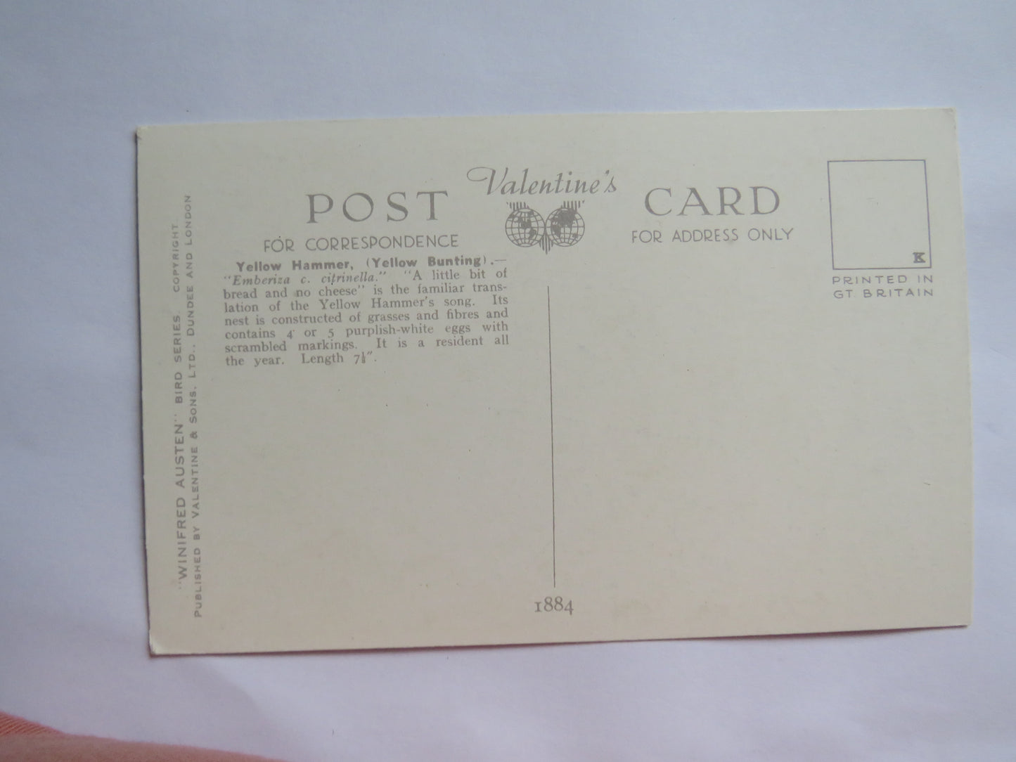 Vintage Postcard of a "Yellow Hammer" By Winifred Austen