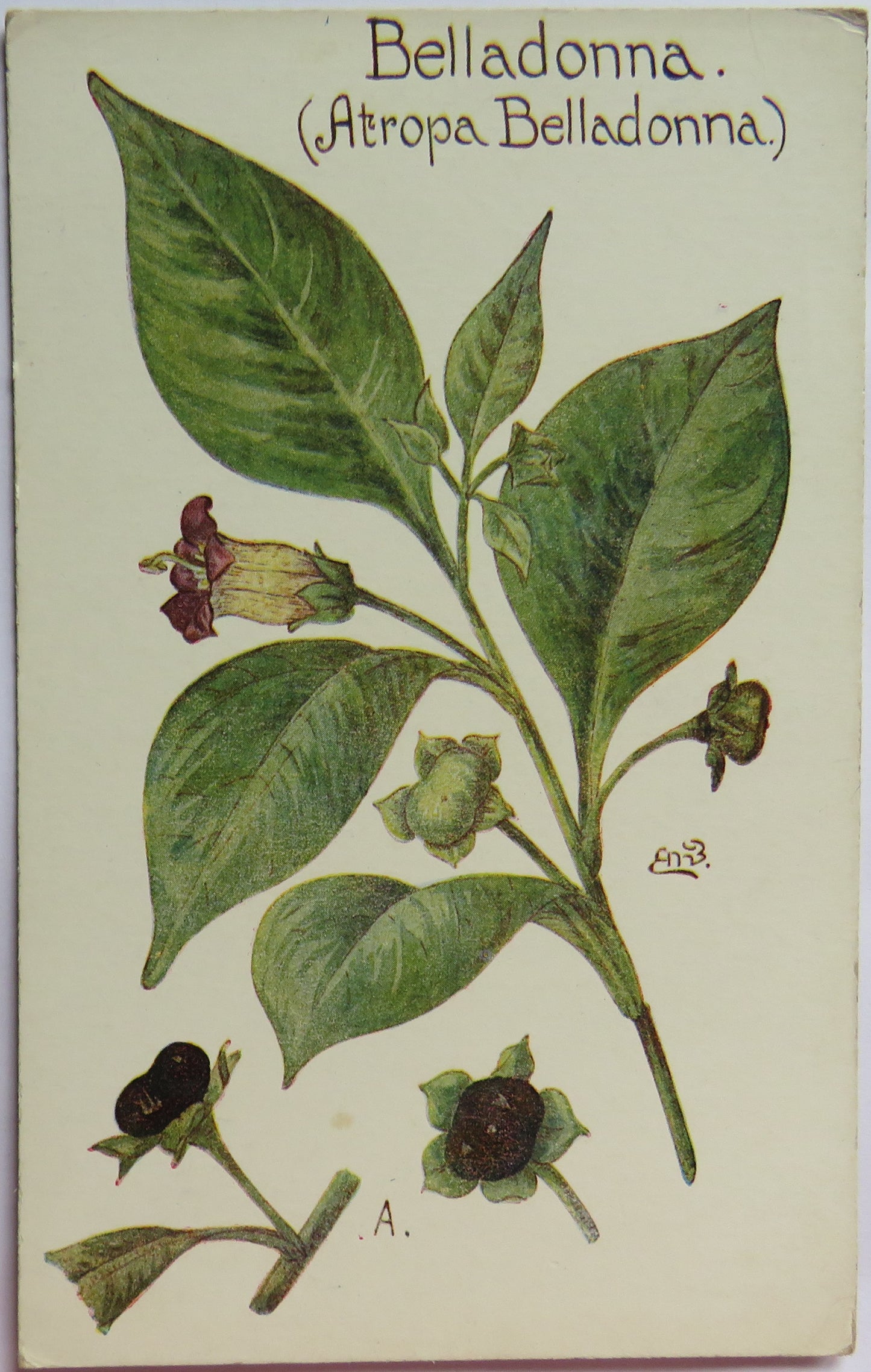 Vintage Postcard of Belladonna (Atropa Belladonna) British Herb Flowers