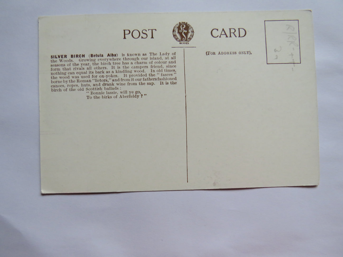 Vintage Postcard of The Silver Birch (Betula Alba)