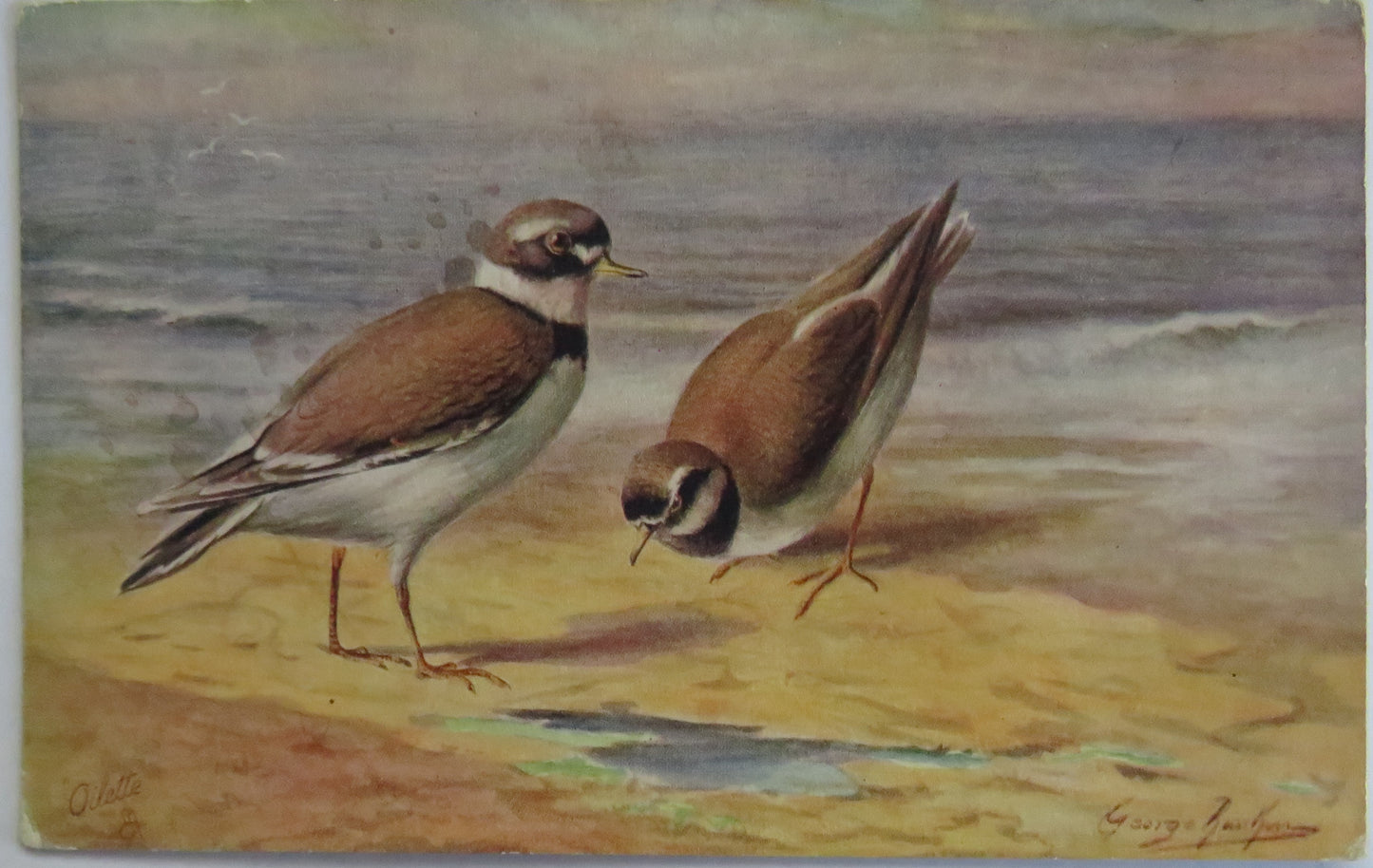 Vintage Bird Postcard Of "Ringed Plover" Game Birds Series