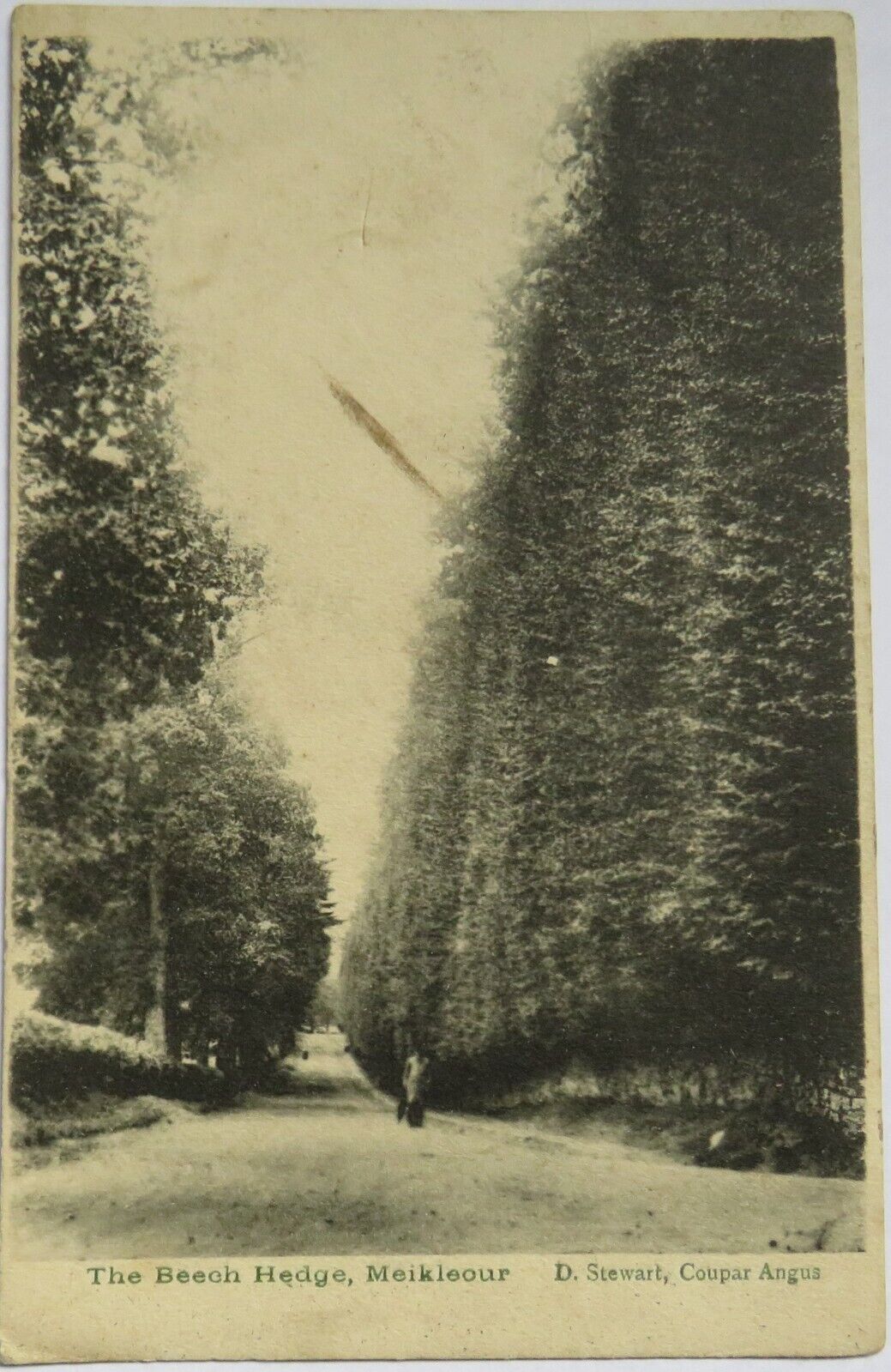 Old Postcard of The Beech Hedge Meiklieour