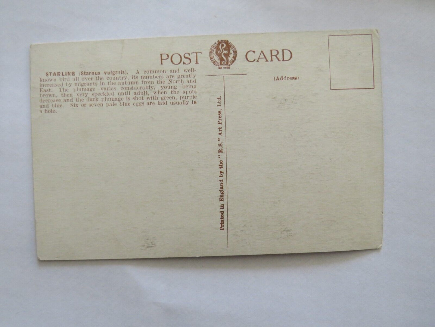 Old Postcard Of A Starling - Ref : 1008
