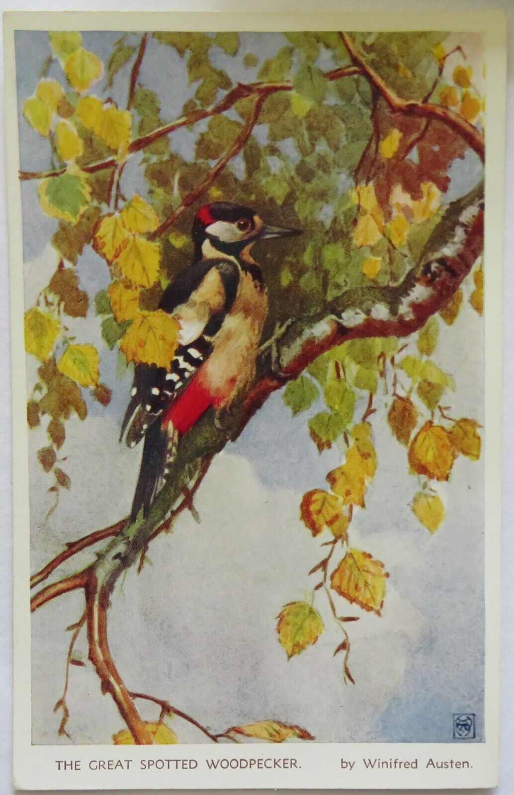 Old Postcard of The Great Spotted Woodpecker - Ref : 1008
