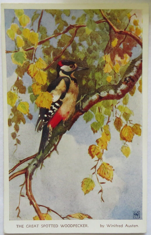 Old Postcard of The Great Spotted Woodpecker - Ref : 1008