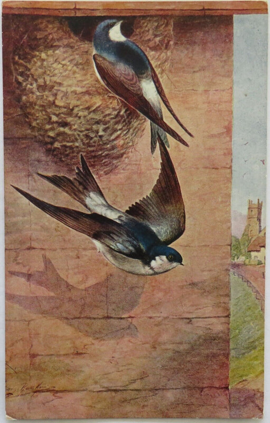 Old Postcard Of House Martins - Ref : 1008