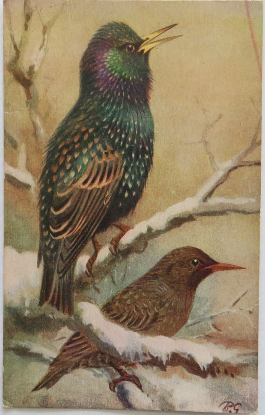 Old Postcard Of A Starling - Ref : 1008