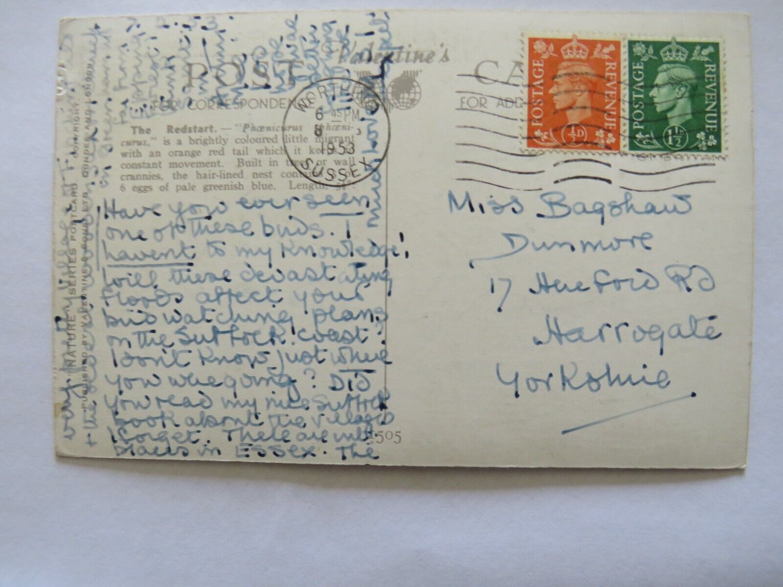 Old Postcard of Redstart by Winifred Austin 1953 - Ref : 1008