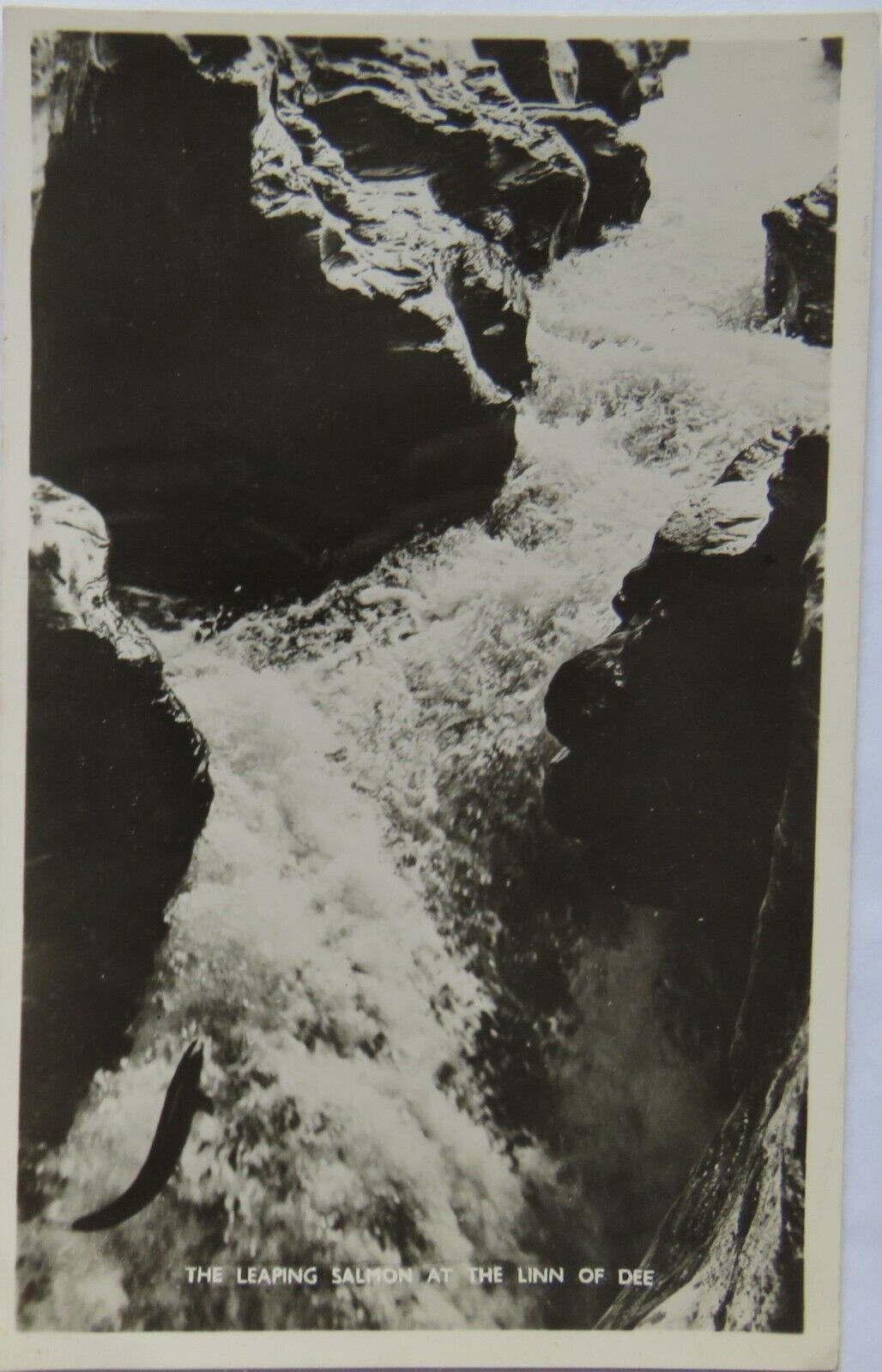 Old Postcard of The Leaping Salmon at the Linn of Dee