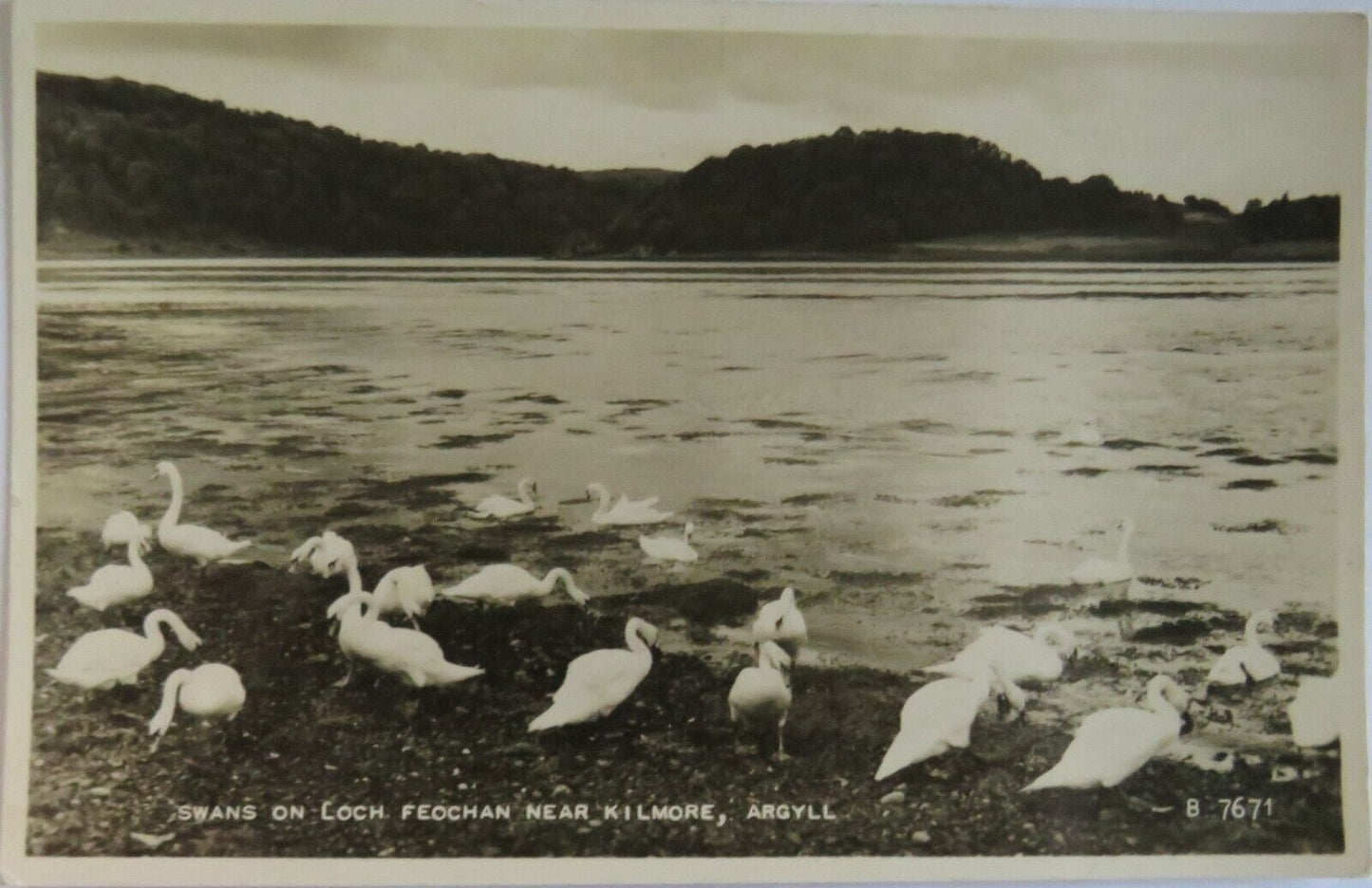 Old Antique Postcard of Swans on Loch Feochan Near Kilmore, Argyll - Ref : 1038