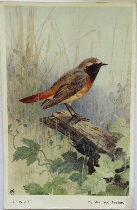 Old Postcard of Redstart by Winifred Austin 1953 - Ref : 1008