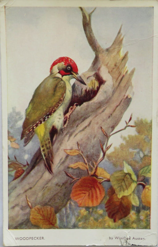 Old Postcard of the Woodpecker 1951 - Ref : 1008