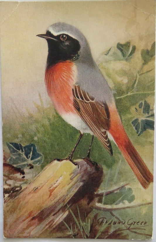 Old Postcard Of A Redstart Bird - R.S. Art Press Ltd - Ref : 1008