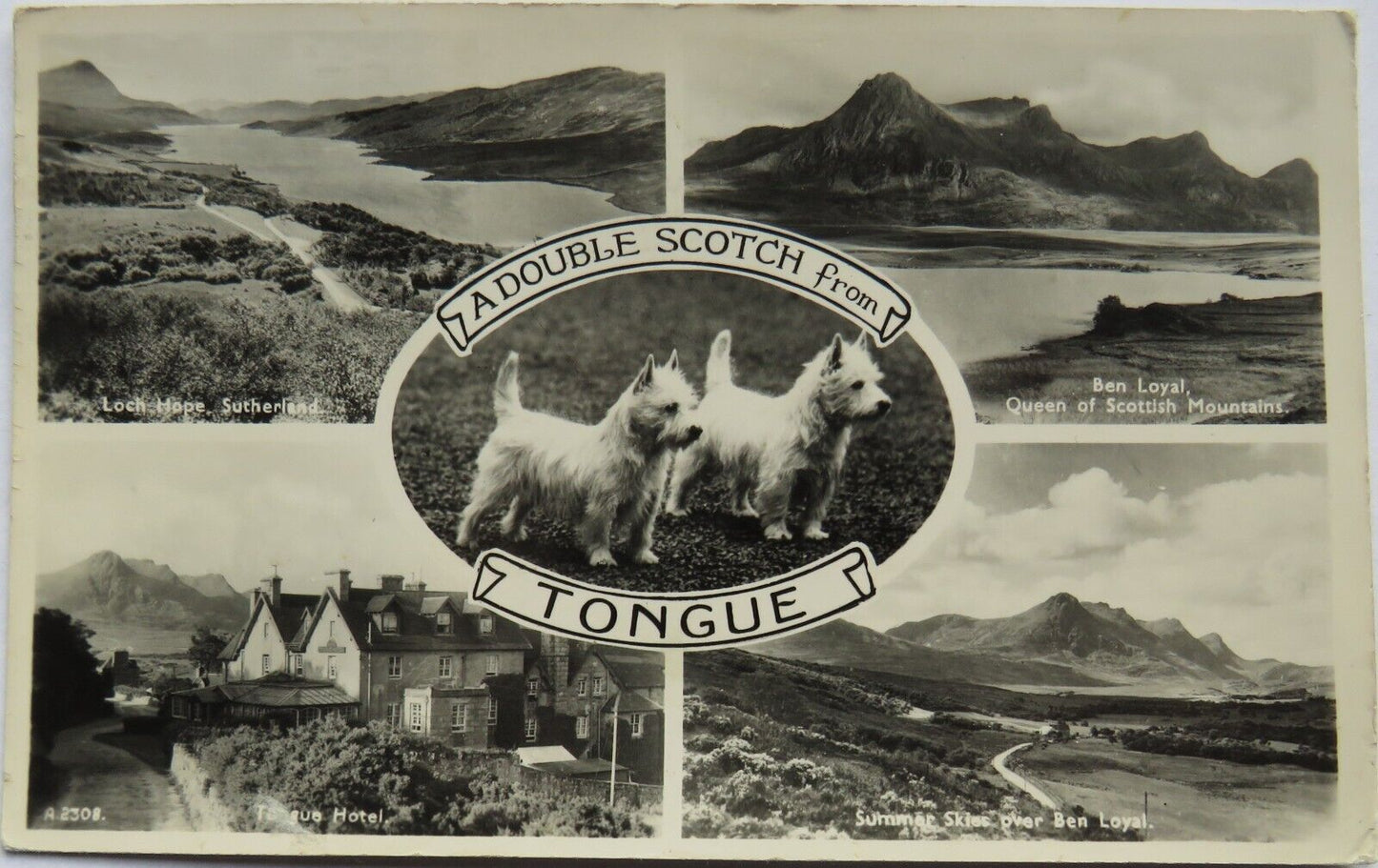 Old Multiview Postcard of a Double Scotch From Tongue 1964