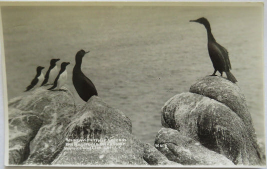 Old Postcard of Razorbills - Ref : 1008