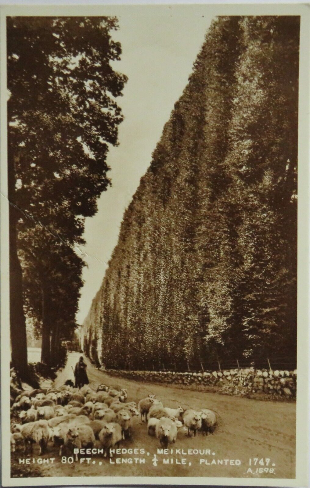 Postcard of Beech Hedges Meikleour -  Ref : 1013