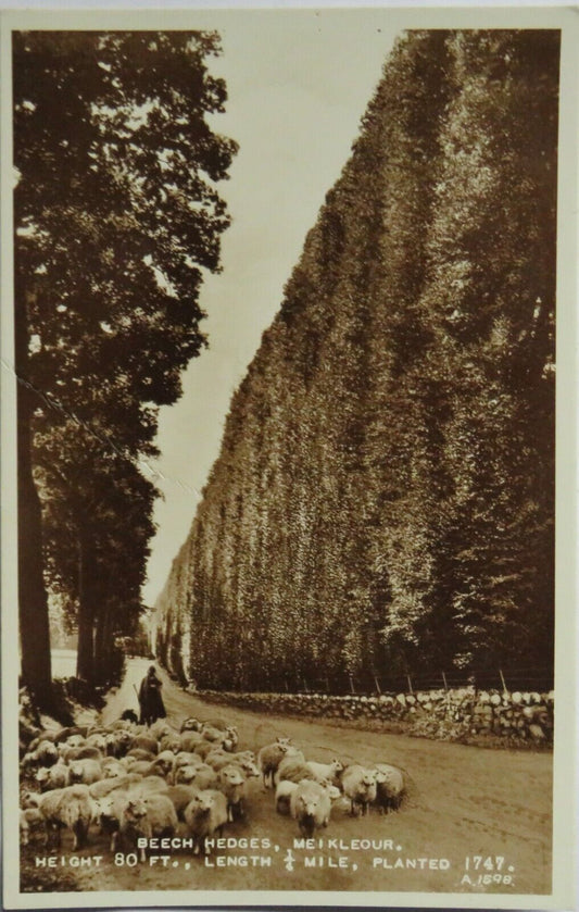 Postcard of Beech Hedges Meikleour -  Ref : 1013