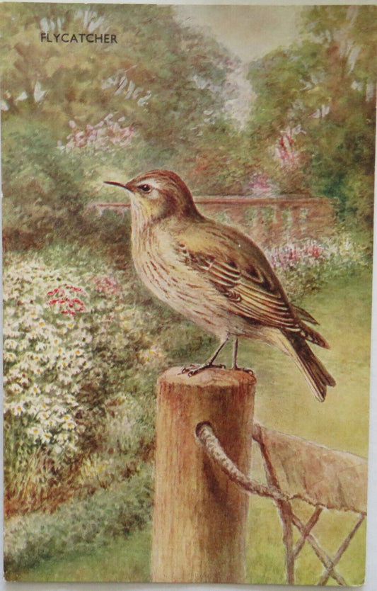 Old Postcard of Flycatcher - Ref : 1008