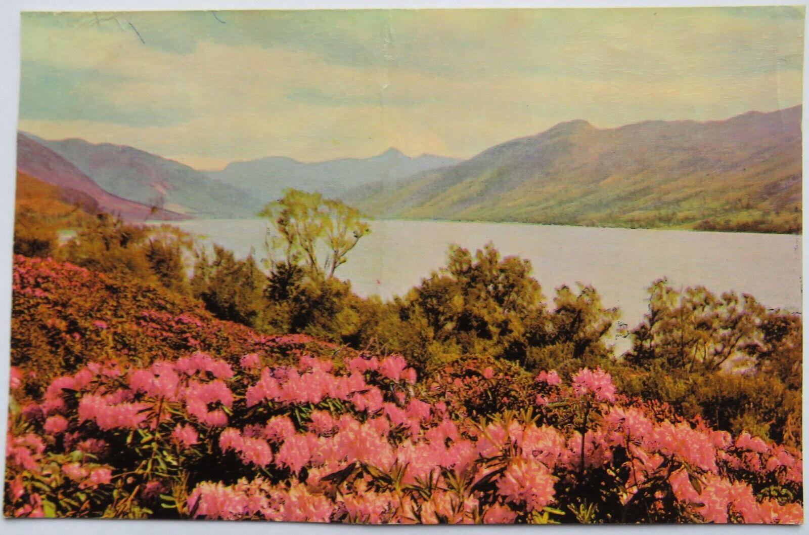 Old Postcard of Rhododendrons at Leckmelm, Loch Broom near Ullapool, Wester Ross