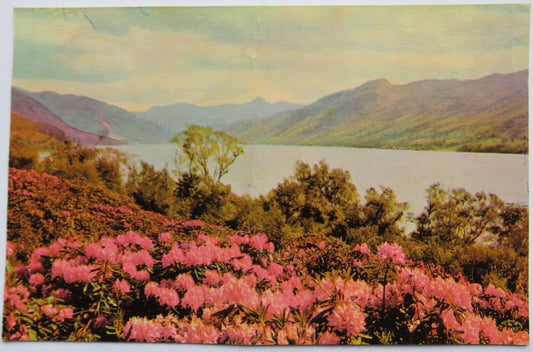 Old Postcard of Rhododendrons at Leckmelm, Loch Broom near Ullapool, Wester Ross