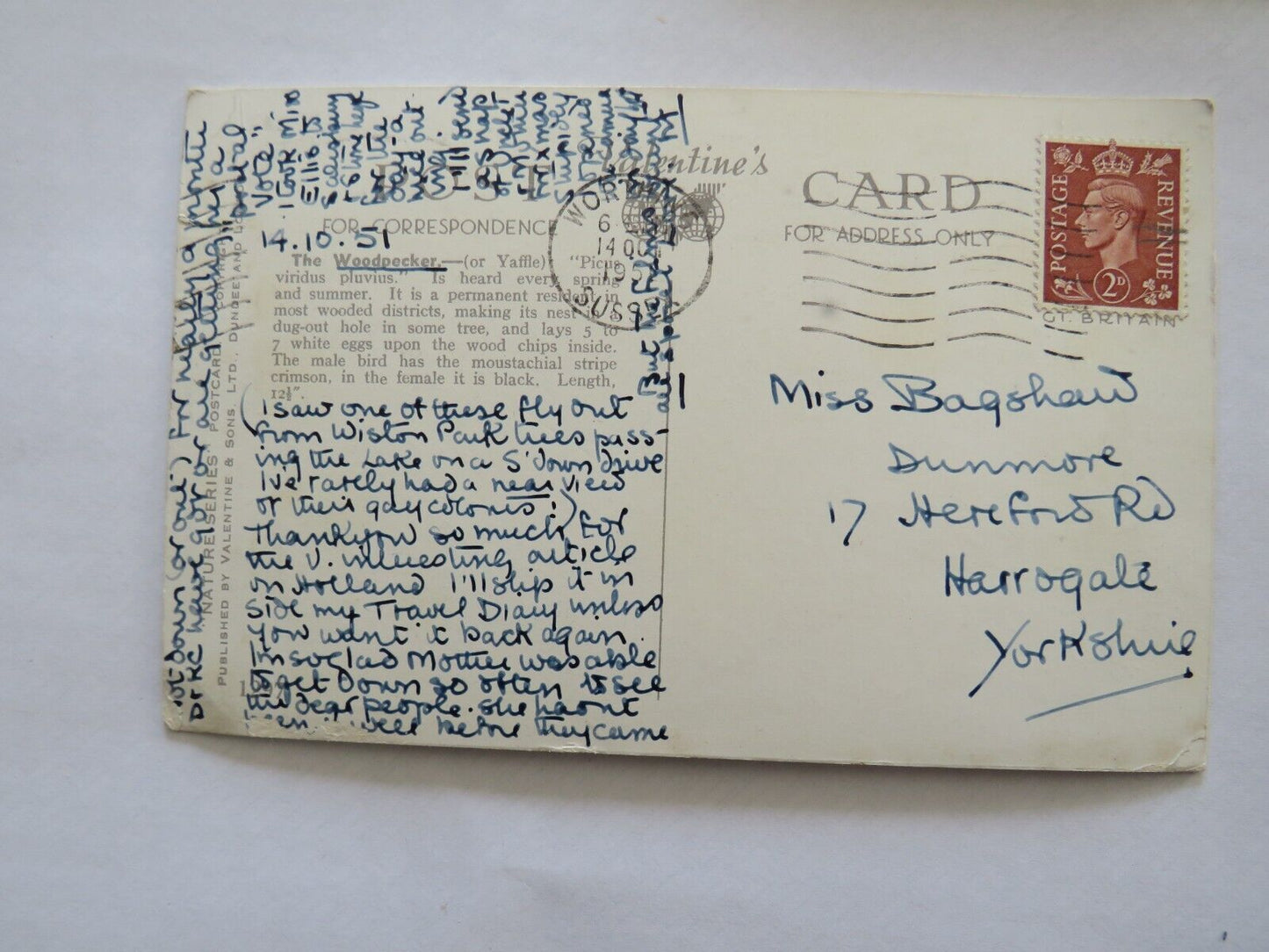 Old Postcard of the Woodpecker 1951 - Ref : 1008