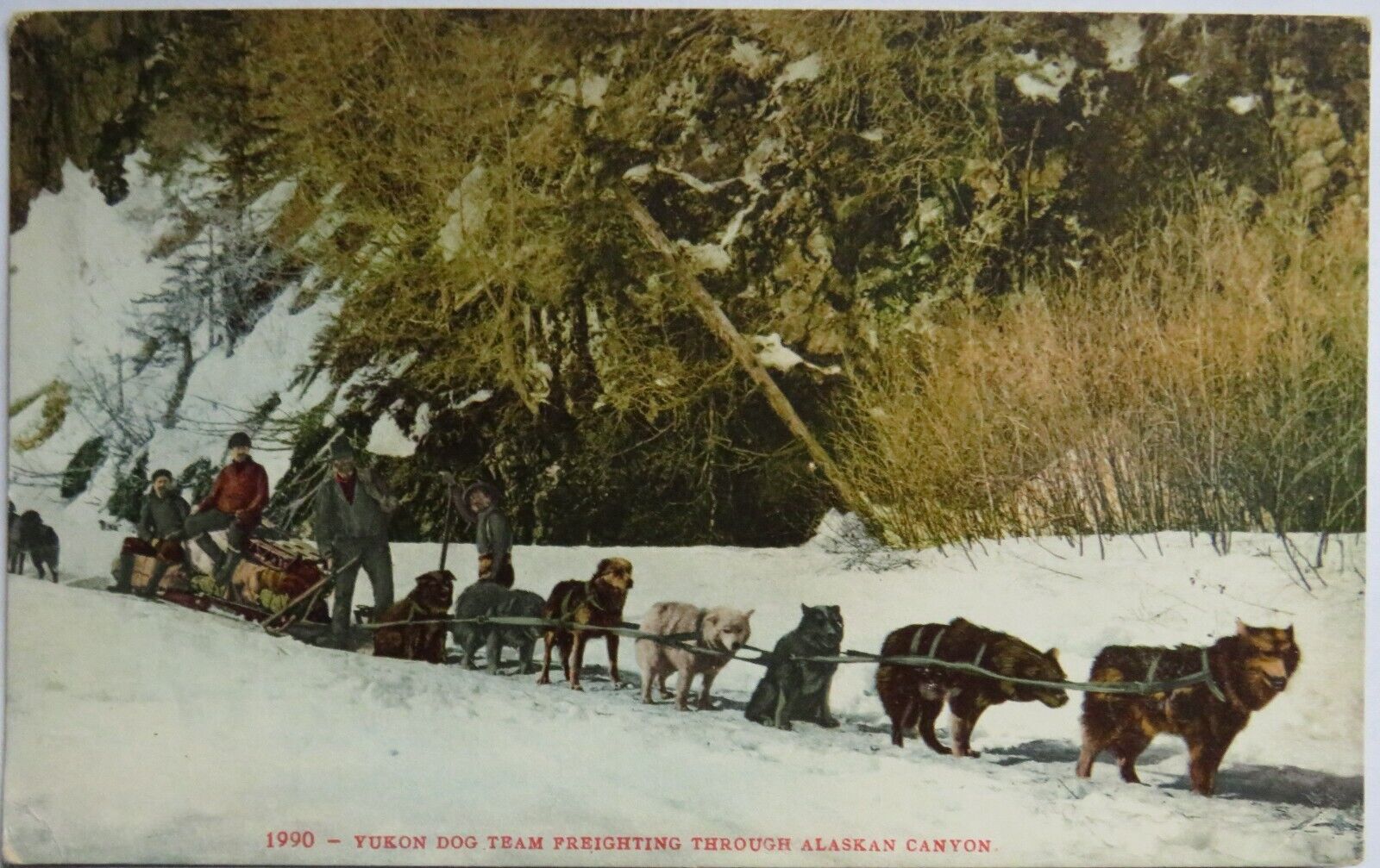 Old Postcard of Yukon Dog Team Freighting Through Alaskan Canyon -  Ref : 1013