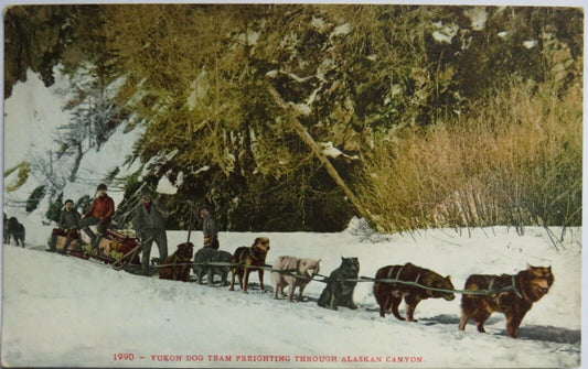 Old Postcard of Yukon Dog Team Freighting Through Alaskan Canyon -  Ref : 1013