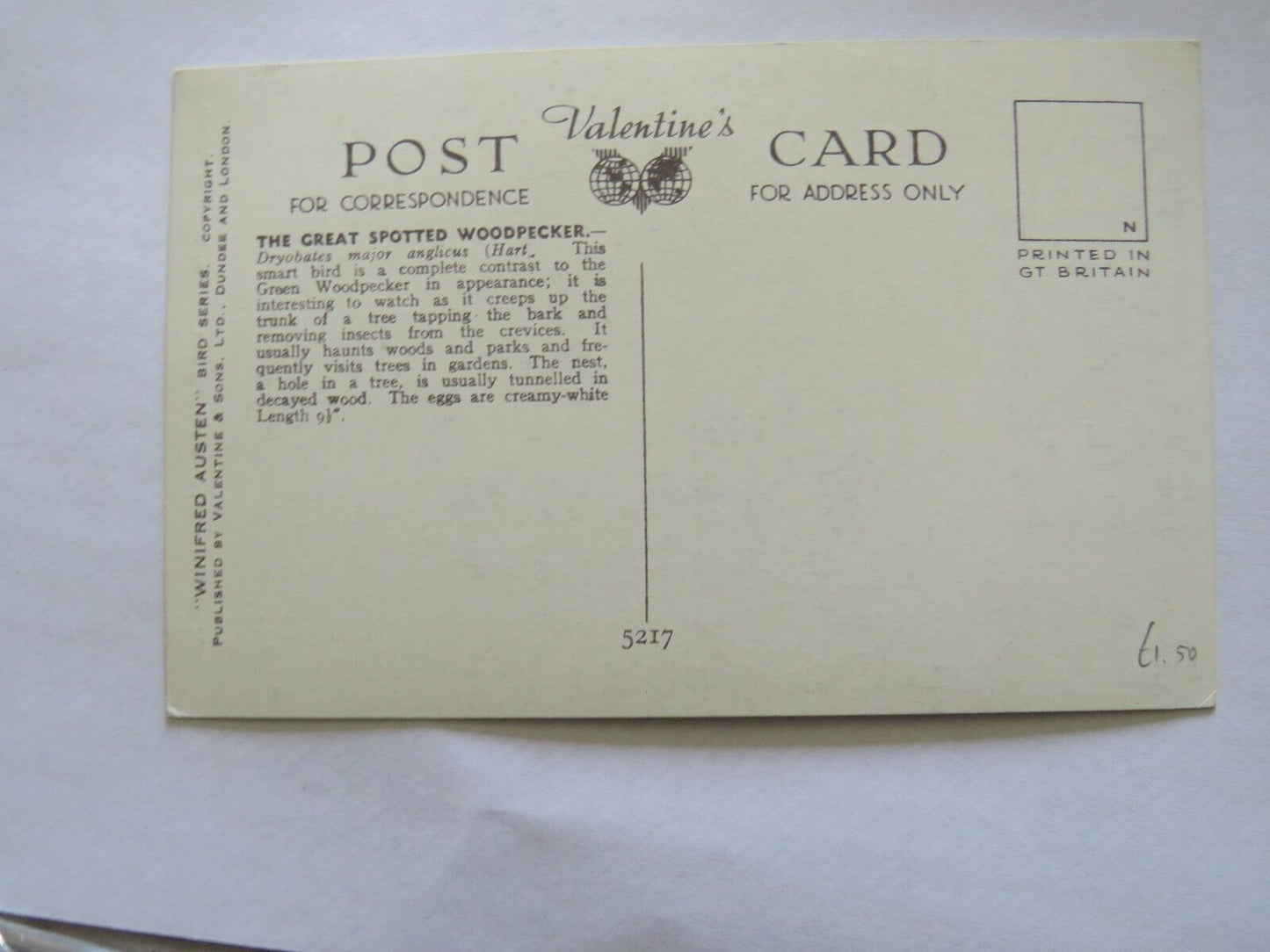 Old Postcard of The Great Spotted Woodpecker - Ref : 1008