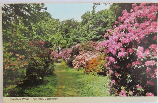 Old Postcard of Dundock Wood, The Hirsel, Coldstream - Ref : 1024
