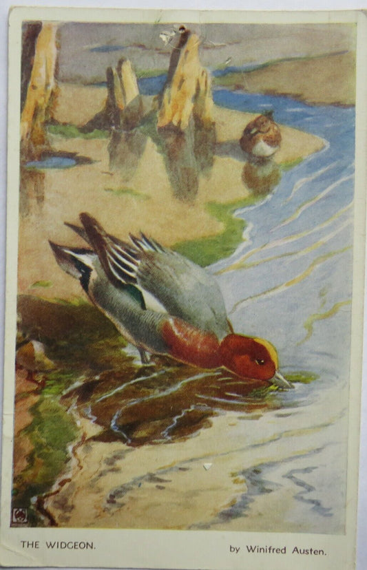 Old Postcard of The Widgeon By Alfred Austen