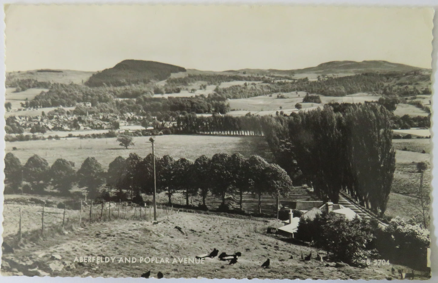 Vintage Postcard of Aberfeldy and Poplar Avenue, 1962