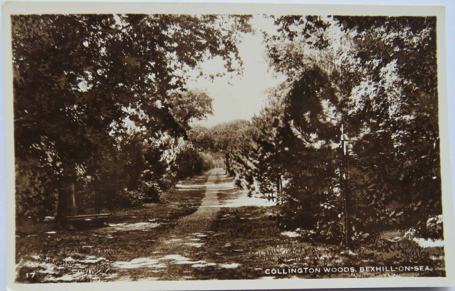 Vintage Postcard of Collington Woods, Bexhill-On-Sea