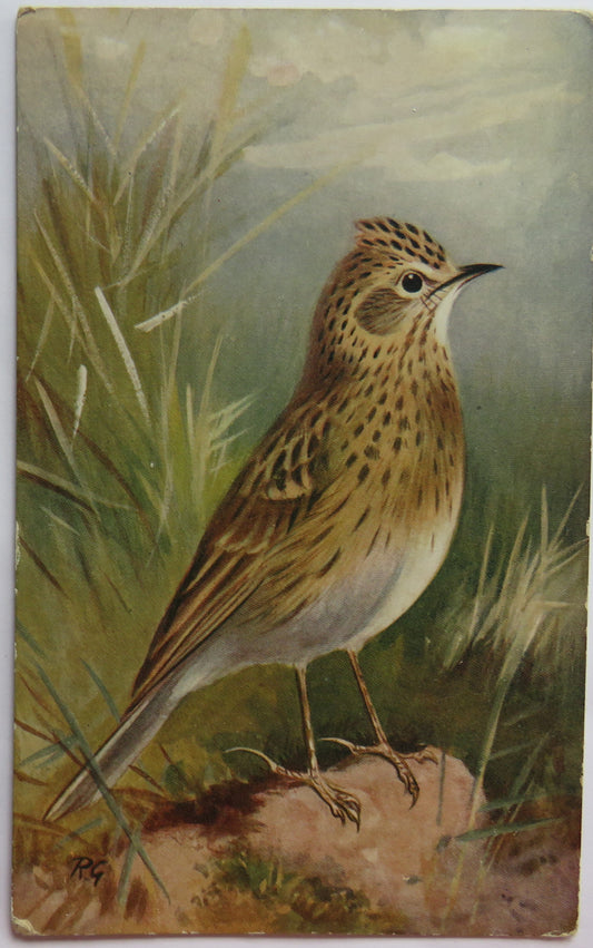 Vintage Bird Postcard of a "Skylark"