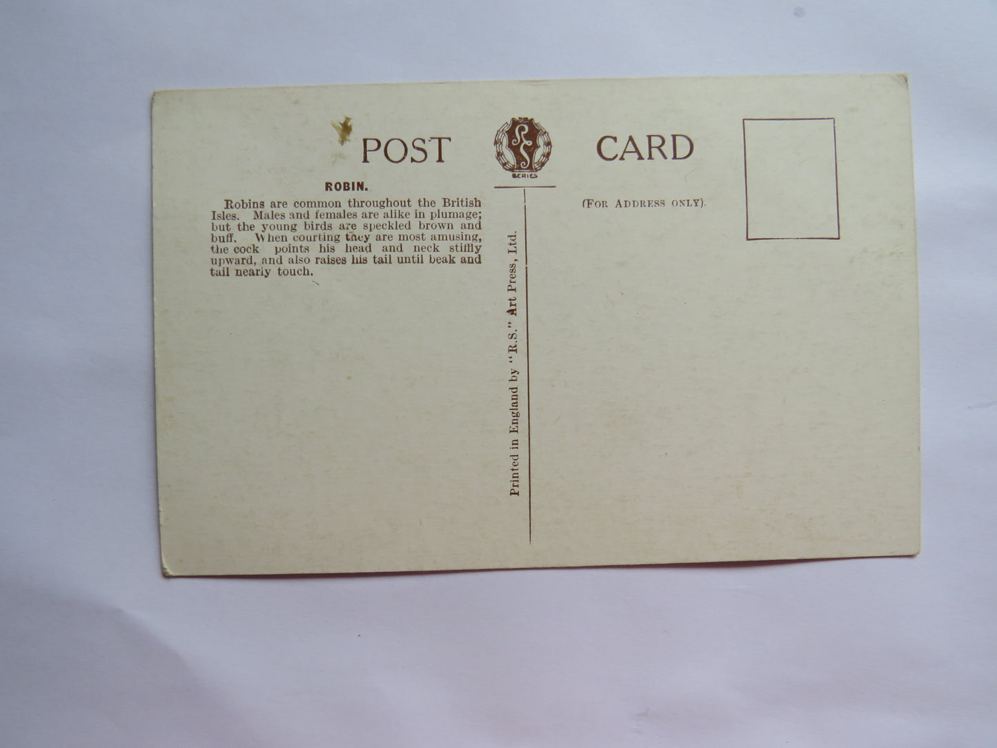 Vintage Bird Postcard of a "Robbin"