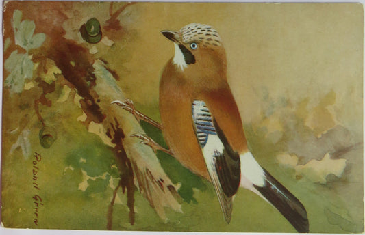 Vintage Bird Postcard of a "Jay"