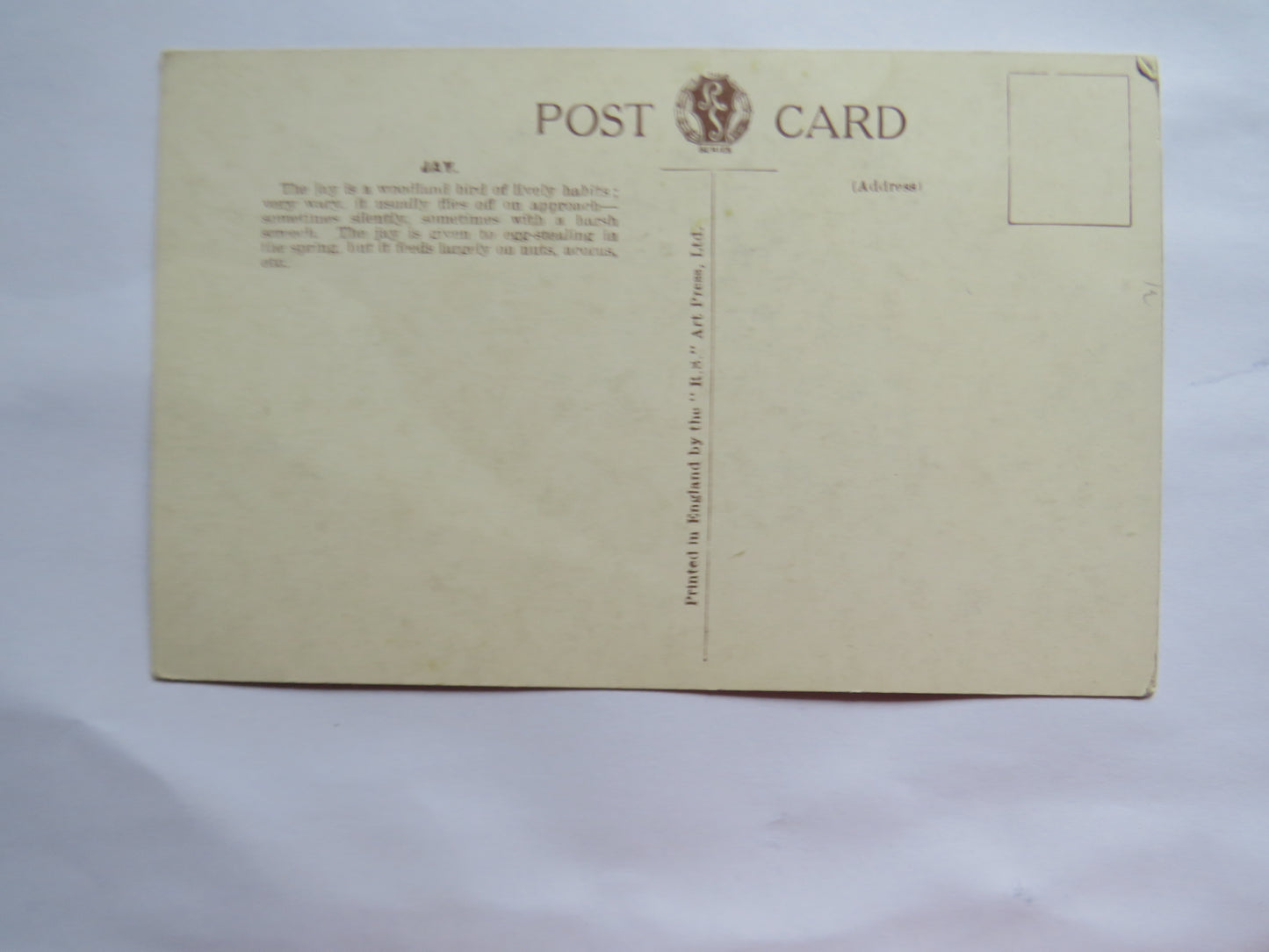 Vintage Bird Postcard of a "Jay"