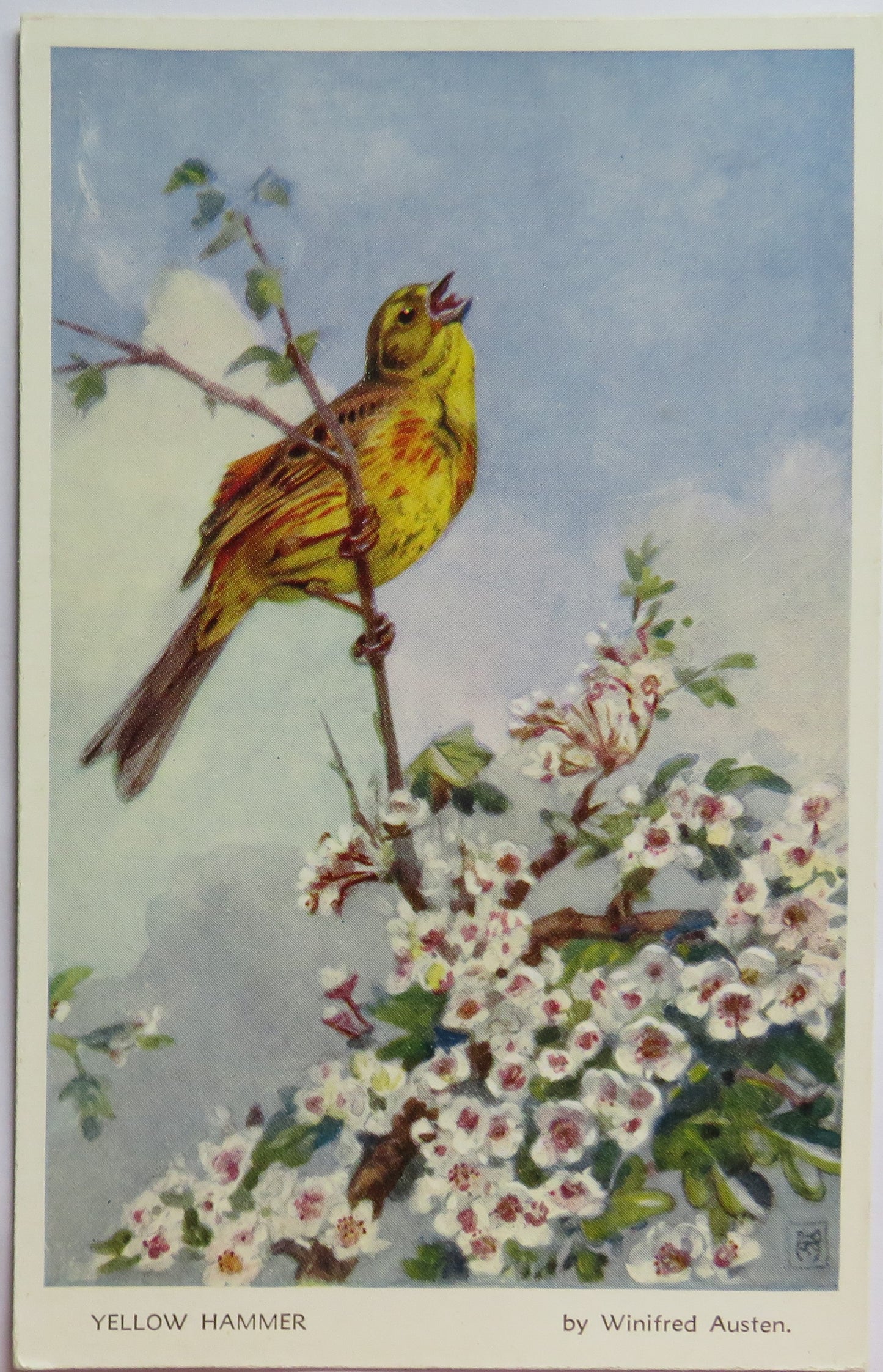 Vintage Postcard of a "Yellow Hammer" By Winifred Austen