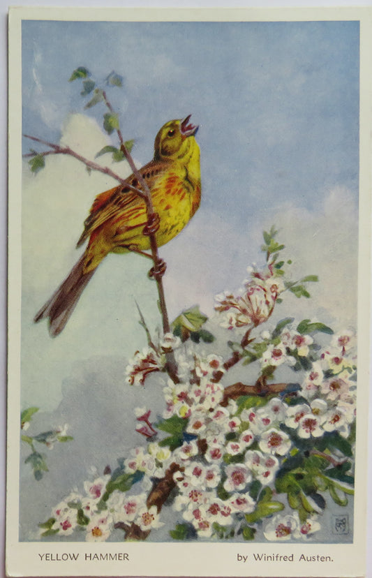 Vintage Postcard of a "Yellow Hammer" By Winifred Austen