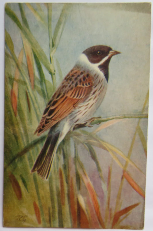 Vintage Postcard of a "Reed Bunting"