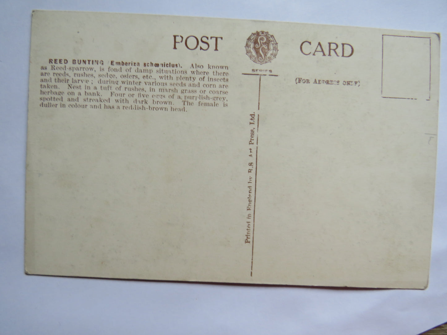 Vintage Postcard of a "Reed Bunting"